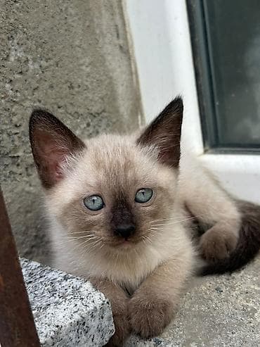 Siam, Yaxşı əllərə lalafo.az -da Siam, Yaxşı əllərə