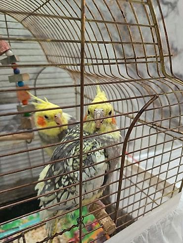 ucuz ev itleri: Salam erkey disidiler her iksi 12ayligdlar ev qusudur her biseyi — 2