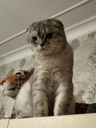 xaski ucuz: Şotland, Erkək, Cütləşmə üçün — 6