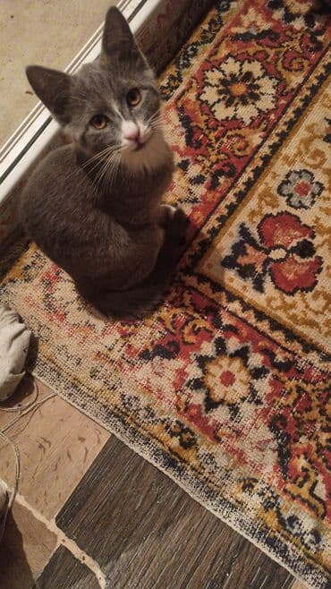 böyüməyən pişik: Yaxşı əllərə — 7