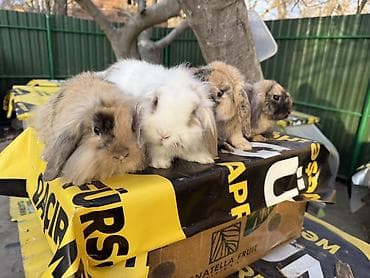 akvarium dekor: 🐰 Mini Lop dovşanlar 🤍 4 ədəd sağlam və baxımlı mini lop var. • 2 — 4