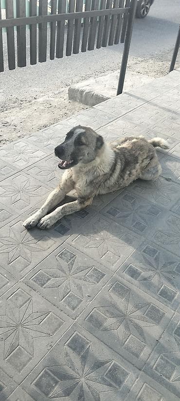 labrador retriever satilir: Qafqaz çoban iti, Erkek — 1