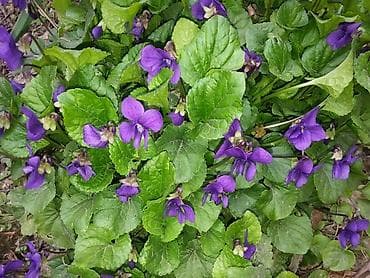 peygember ciceyi: Bənövşə - 8-10 ededi - 1 azn Həmişəyaşıl və ətirli meşə bənövşəsi — 1