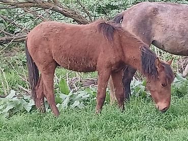 inek cinsleri: Qəhvəyi tay (at balası) - Rəng: tünd qəhvəyi, yelin və quyruqda daha — 2