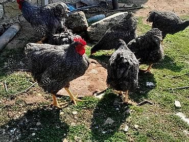 Akvariumlar: Toyuq, Damazlıq — 2