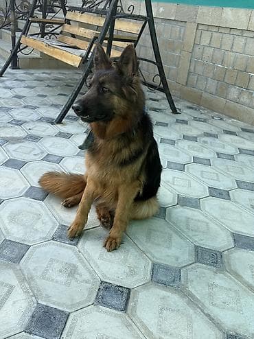 meydan itleri: Alman çoban iti, 1 il, Dişi — 5