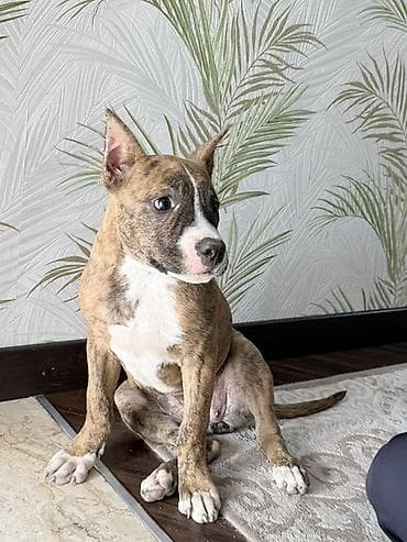 tap az xaski: Pitbul, 3 ay, Dişi, Peyvəndli — 2