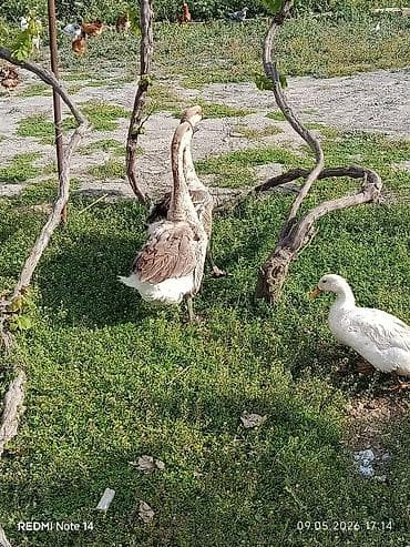 Digər quş: Erkək, Ətlik, Ünvandan götürmə — 3