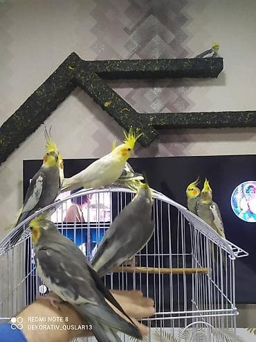 qarğa balası: Salam danisan quslar satilir. Yaslari ferqlidir. Quslar dislemir — 2