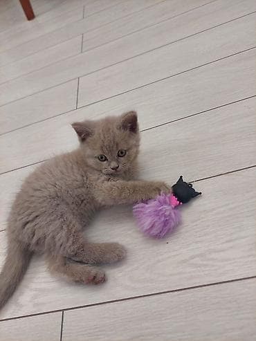 Şotland, Erkək, Dişi, Yaxşı əllərə, Ünvandan götürmə, Pulsuz çatdırılma, Ödənişli çatdırılma