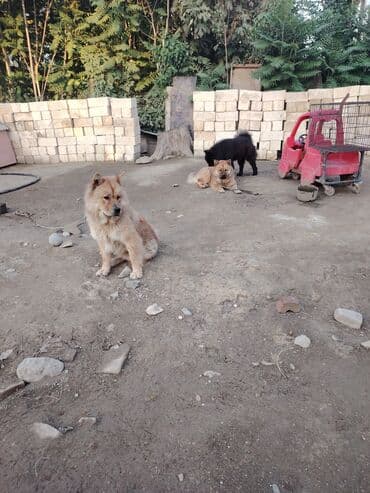 пудель карликовый цена: Чау-чау, 11 месяцев, Самец, Самовывоз — 1