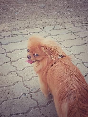 sirin it sekilleri: Pekines, 1 il, Erkek, Cütləşmə üçün — 3