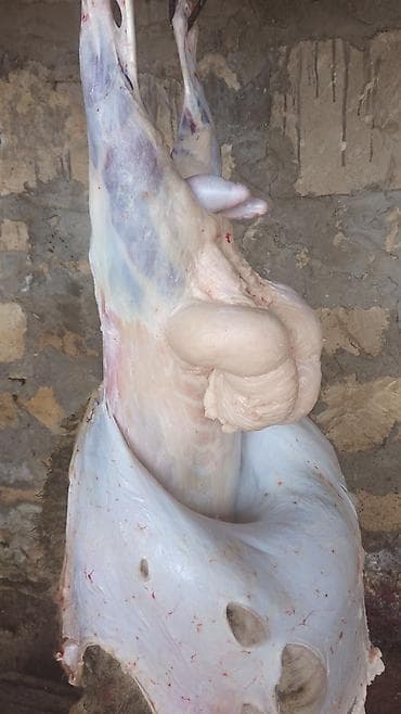 Quyruğ satılır,daimə olur - Piy ayrıca əridilib sadə yağ, yağlı