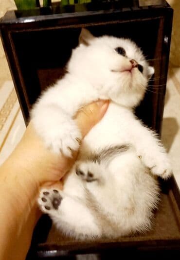 satılan pişiklər: Britan, Erkək, Yaxşı əllərə, Ünvandan götürmə — 4