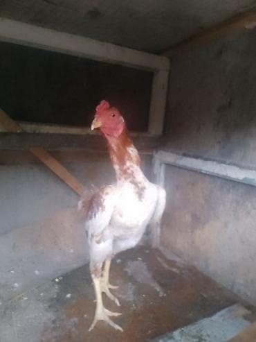 6 aylıqdı 7 gedir isdiysen şexisye yazsın başqa şekilerin de atım qanı — 5