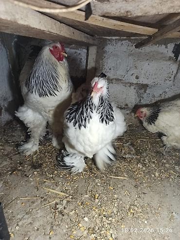 Toyuq, Brama, Damazlıq