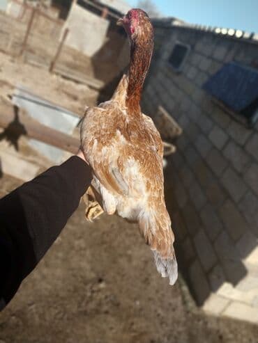 it cinsi adlari: Toyuq, Damazlıq — 3