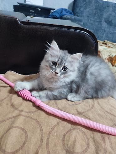 pişik geyimləri: Britan — 4