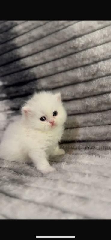 sfinks pişik: Şirin tüklü pişik balaları – uzun tüklü, boz-ağ rəngli - Cins: uzun — 7