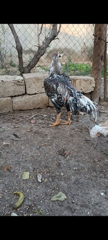 Cücələr: Xoruz, il: <1 — 6