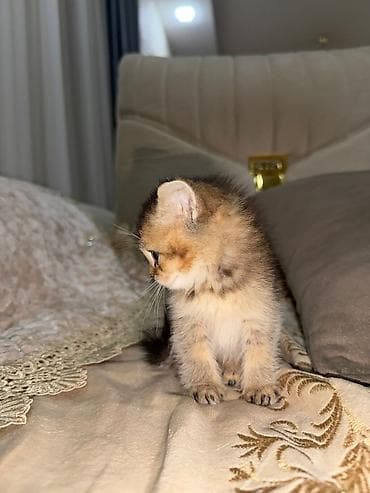 pisik qumu: Britan — 3