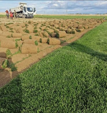 devedabani bitkisi: Rulon qazon – peşəkar şəkildə becərilmiş, sıx və vahid yaşıllıq — 2