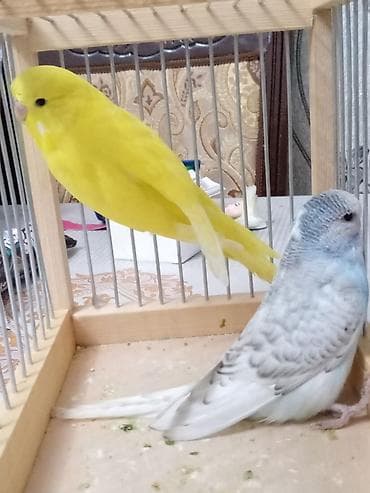 Quşlar: Tecili qefes ve quslar satlllr.2 cex bala bir yerden 15 manat =30 — 3