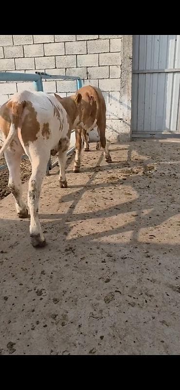 Кошки: Simental xanlar 2 eded dişi 4 ayı keçiblər damazlıq heyvandarlıq üçün — 2