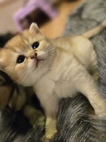 pişiyə verilən adlar: Britan — 3