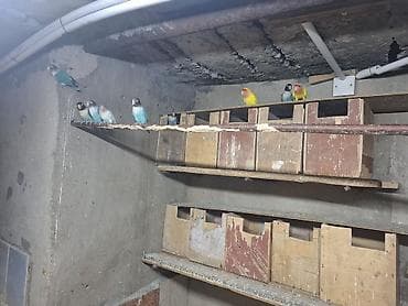 ev quşları haqqında araşdırma: Subay guştari satiram — 2