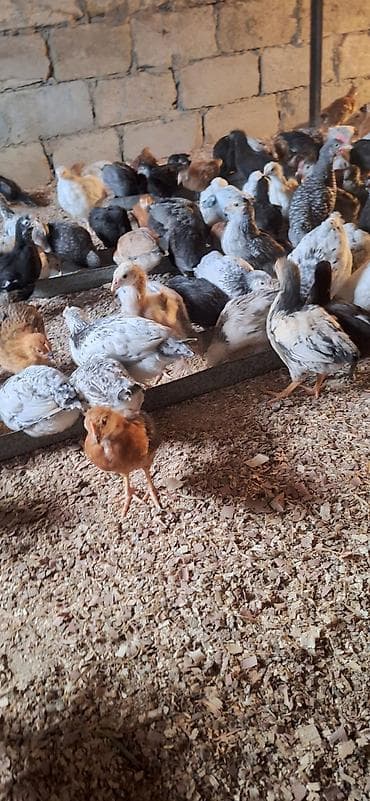 Toyuqlar: Toyuq cücələri, Damazlıq, Pulsuz çatdırılma, Ödənişli çatdırılma — 6