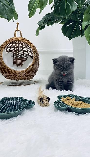 K/t heyvanları və malları: Hamsı bu qiymete Rattan materialdan hazırlanmış dairəvi asma pişik — 4