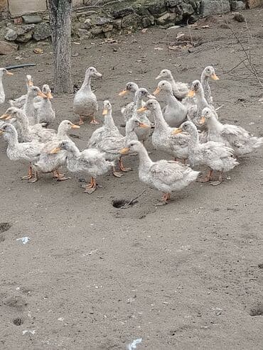 Cücələr: Dilli ordekler — 1