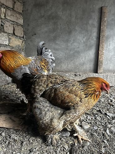 cex qus: Toyuq, Brama, Damazlıq — 2