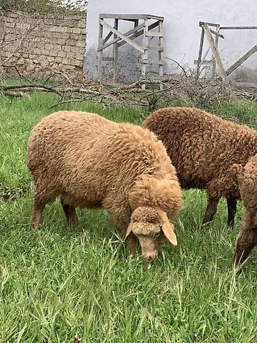 Qoyunlar – ət və yun istiqamətli Məhsul təsviri: - Şəkillərdəki kimi
