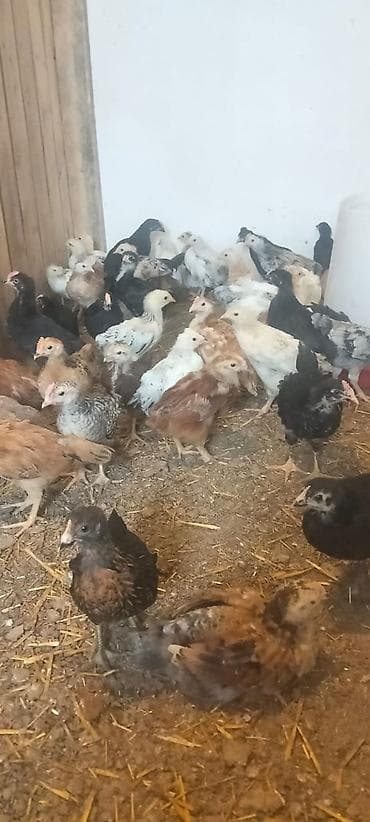 brama cücə: Toyuq cücələri, Ətlik — 2