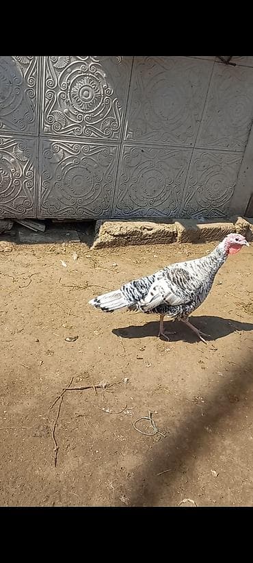 hinduşka quba: Dişi, Damazlıq — 1