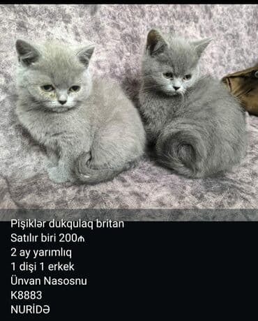 Pişiklər