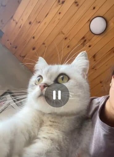 Pişiklər: Silver şınşıla dişi 1defe balalayıb 5bala verib — 1