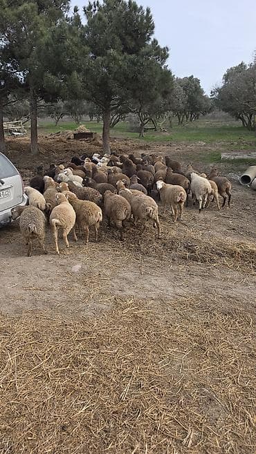 Qoyun sürüsü – qarışıq rəng və tərkib - Məhsul: Qoyun sürüsü (bir