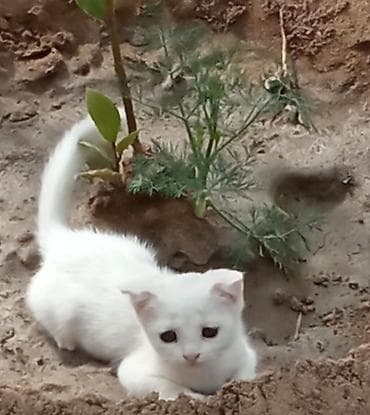 balaca it: Dişi, Ünvandan götürmə — 1