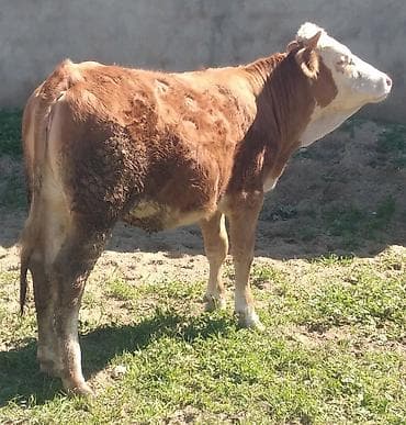 iri buynuzlu mal: Dana, buzov, Dişi, Simental, ay: 11, 300 kq, Damazlıq, Südlük, Ətlik, Ünvandan götürmə — 2