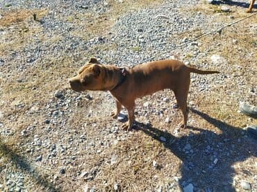 itlər pitbul: Pitbul — 8