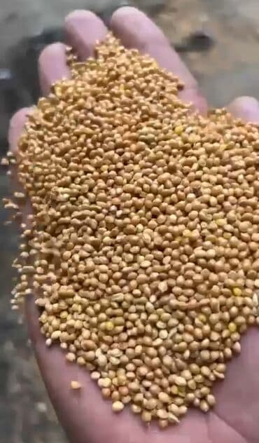 bamiye toxumu: Ağ darı toxumu — 3