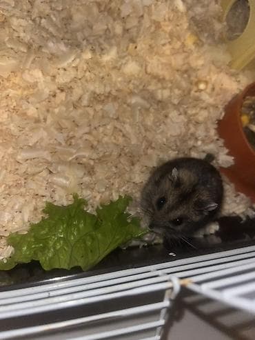 it dami satilir: Cüce hamster və tam dəst aksesuarlar Qefes ile biryerde satılır 2-3 — 1