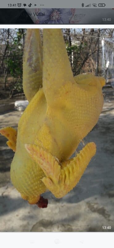 Ət və dəniz məhsulları: Məhsul: Təbii kənd toyuğu – bütöv, təmizlənmiş (dərili) Təsvir: - — 1