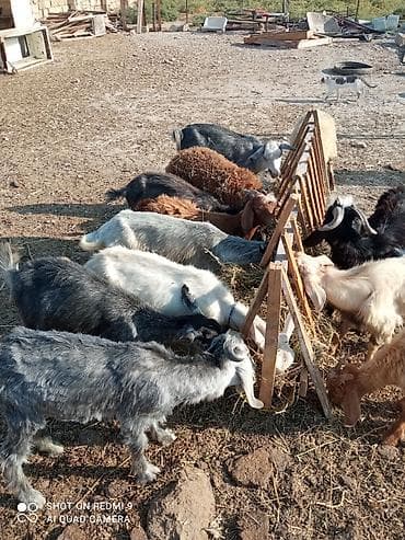 ereb kecisi: Keçi və çəpilər var damazlıq və kəsimlik.5baş keçi sağılır hamısı — 10