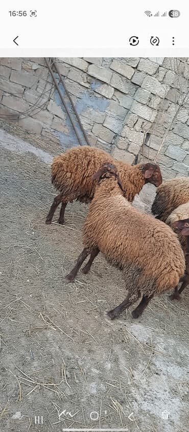 qoyun yanıbala: Cins: Qara baş yerli qoyunlar Rəng: Tünd qonur/qəhvəyi, qıvırcıq — 1