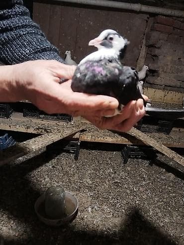 lalafo goyercin satisi: Ağ rəng üstünlük təşkil edən ev göyərçinləri – dəst halında. - — 8