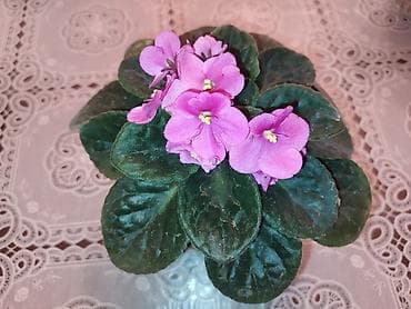 tulpan gulu sekilleri: BƏNÖVŞƏ EV ÜÇÜN — 1